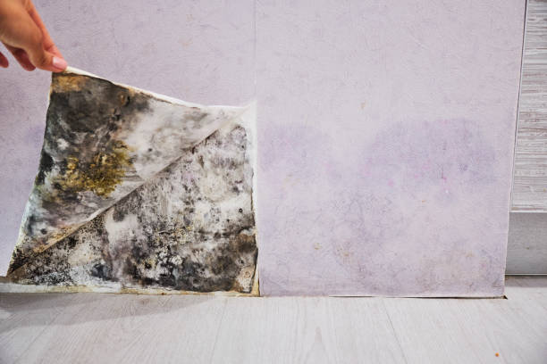 Best Bathroom Mold Remediation in Fort Plain, NY